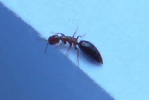 Sclerodermus sp.