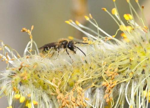Réf. 55 291 : Andrena dorsata