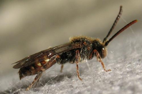 Nomada sp.