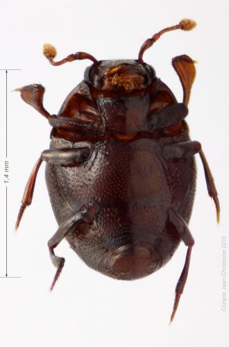 Abraeus parvulus