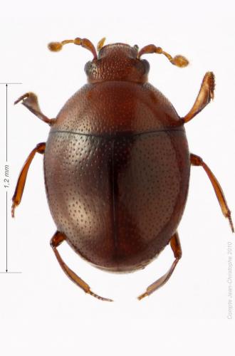 Réf. 55 001 : Abraeus perpusillus