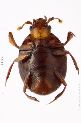 Abraeus perpusillus