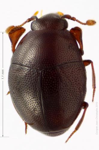 Réf. 55 003 : Abraeus granulum