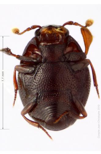 Abraeus granulum