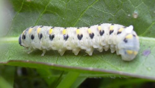 Abia nitens