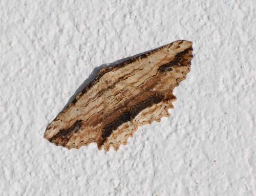 Menophra abruptaria