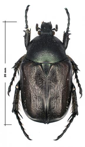 Aethiessa floralis