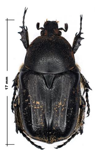 Réf. 55 605 : Aethiessa floralis