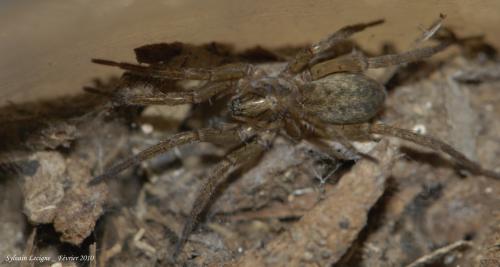 Agroeca lusatica
