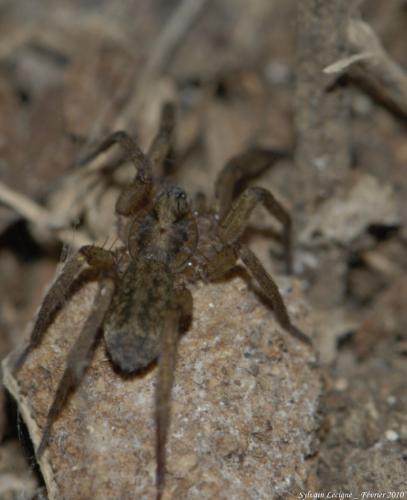 Réf. 55 023 : Agroeca lusatica
