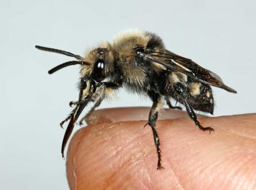 Melecta sp.