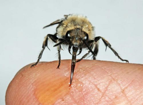 Réf. 55 991 : Melecta sp.