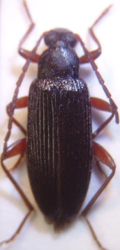Allecula morio