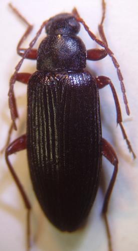 Allecula morio