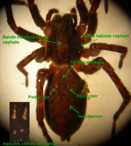 Alopecosa albofasciata