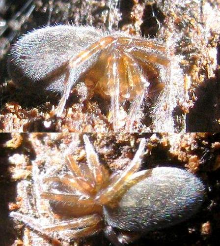 Amaurobius sp.