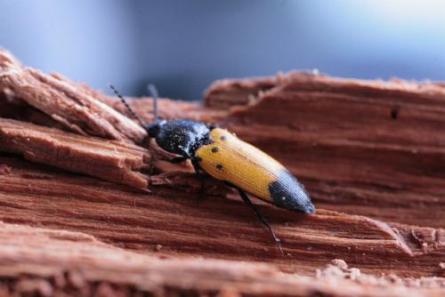 Ampedus quadrisignatus