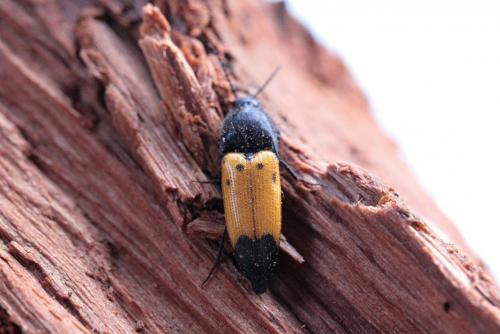 Ampedus quadrisignatus