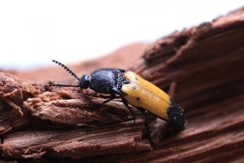 Ampedus quadrisignatus