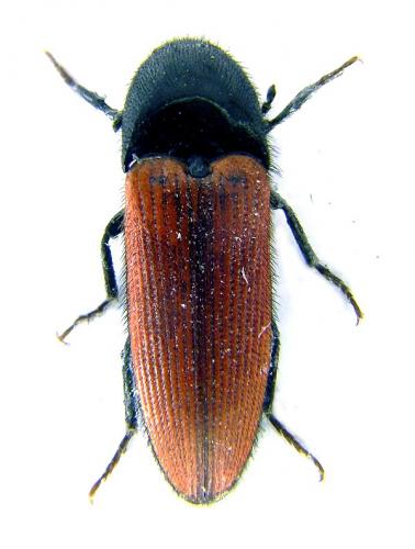 Réf. 55 571 : Ampedus quercicola