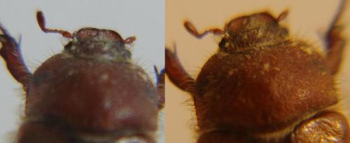Amphimallon atrum