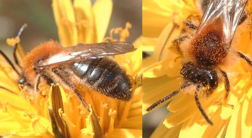 Andrena nitida