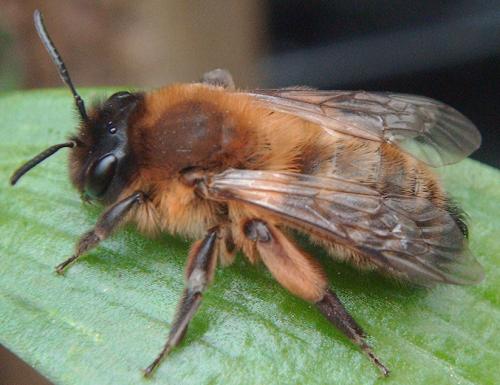Andrena nigroaenea