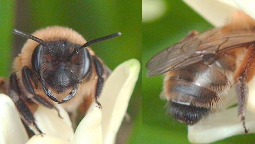Andrena nigroaenea