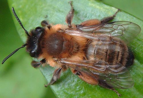 Andrena nigroaenea