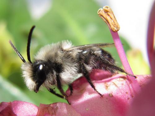 Andrena cineraria
