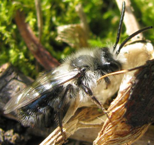 Andrena cineraria