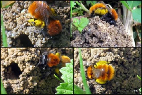 Andrena fulva
