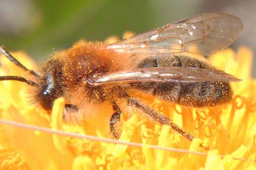 Réf. 55 680 : Andrena nitida