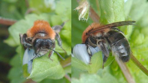 Réf. 55 455 : Andrena nitida