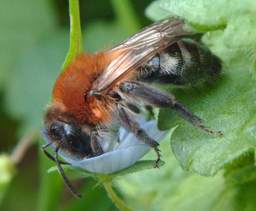 Réf. 55 454 : Andrena nitida