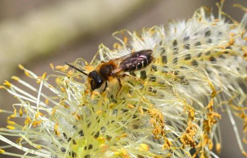 Andrena dorsata