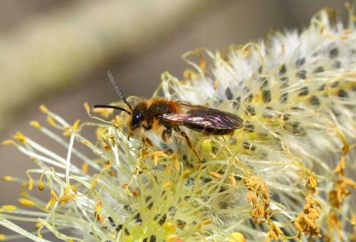 Andrena dorsata