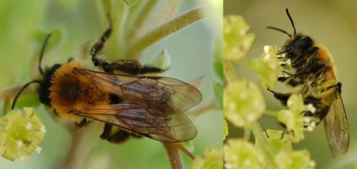 Andrena sp.