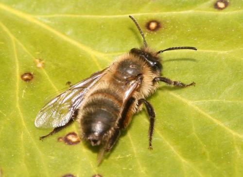 Andrena trimmerana