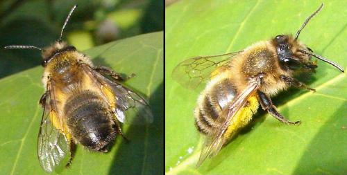 Andrena sp.
