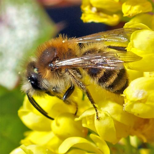 Réf. 55 588 : Andrena sp.