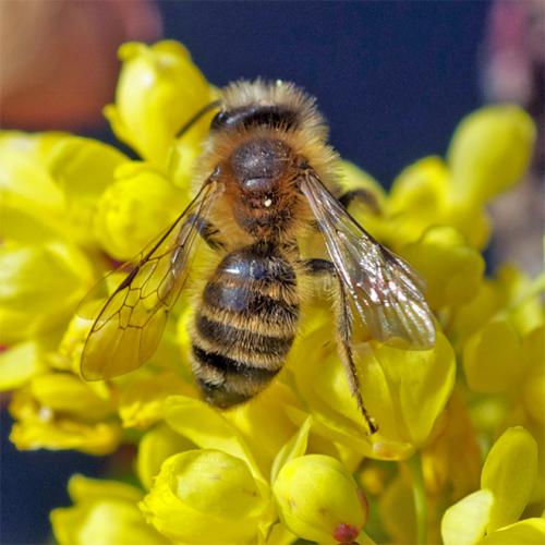 Andrena sp.