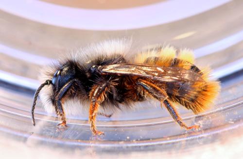 Osmia cornuta