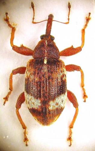 Réf. 55 598 : Anthonomus pedicularius