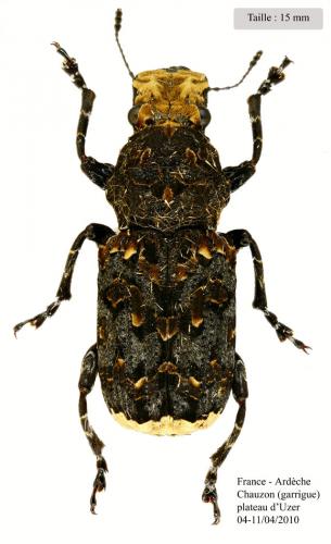 Platyrhinus resinosus