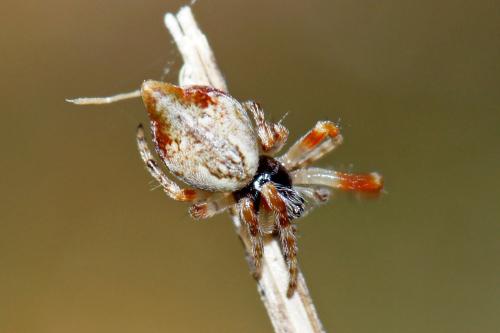 Réf. 55 106 : Cyclosa sp.