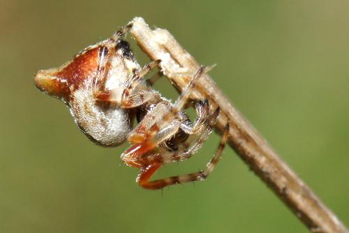 Cyclosa sp.