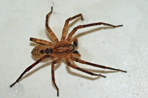 Zoropsis spinimana