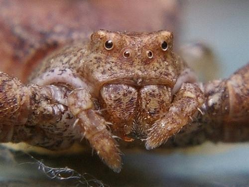 Réf. 55 476 : Pistius truncatus