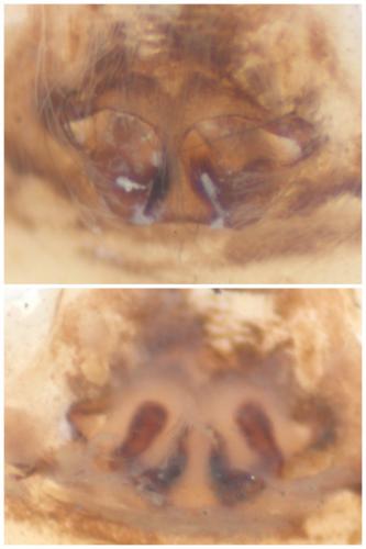 Pardosa pullata